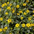 Sanvitalia procumbens