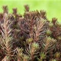 Sedum reflexum 'Chocolate Ball'