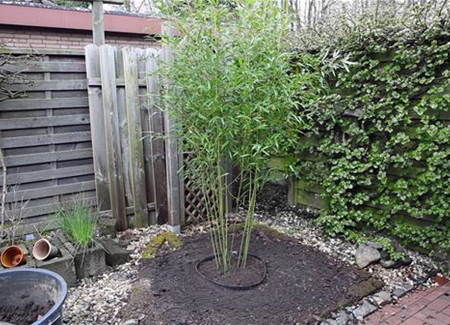 Bambus - Einpflanzen im Garten Bambus - Einpflanzen im Garten