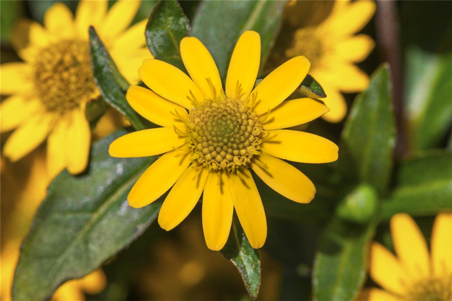 Husarenknopf 'Aztekengold' Husarenknopf 'Aztekengold'