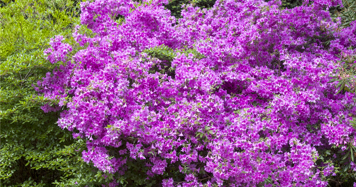 Rhododendron obtusum, Japanische Azalee