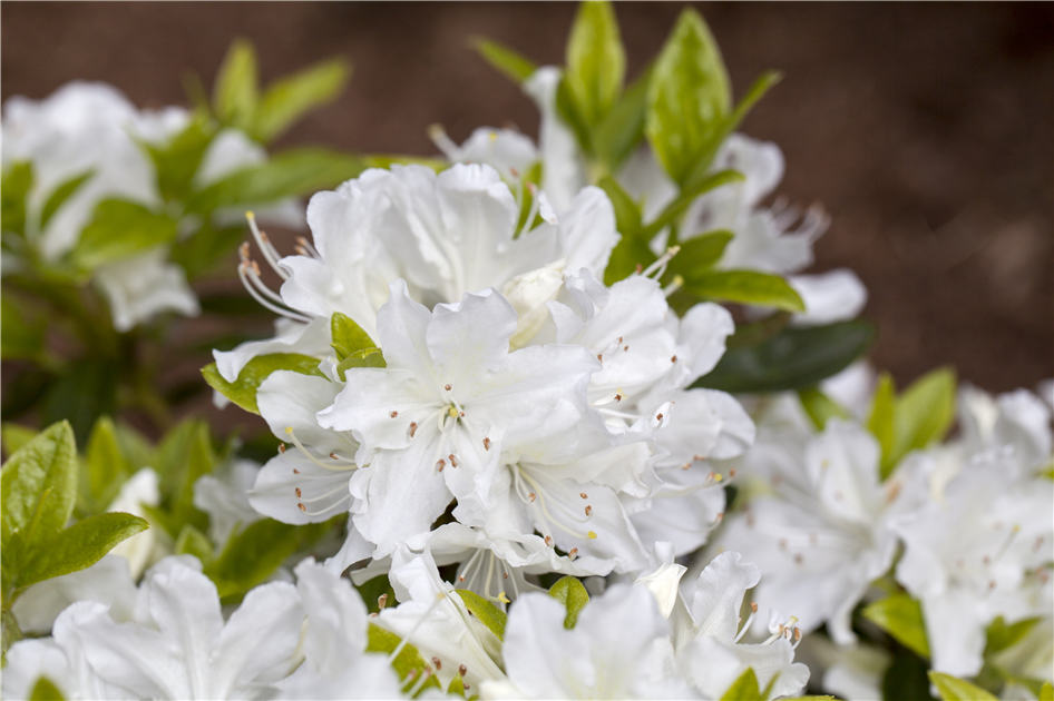 Rhododendron obtusum, Japanische Azalee