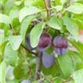 Prunus domestica subsp. domestica 'Hanita'(s)