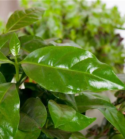 Eigener Kaffee aus dem Garten – das ist möglich