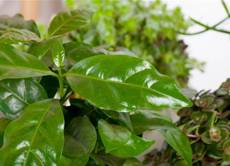 Eigener Kaffee aus dem Garten – das ist möglich Eigener Kaffee aus dem Garten – das ist möglich