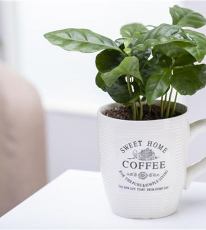 Kräuter und Co. – Vitamine von der Fensterbank