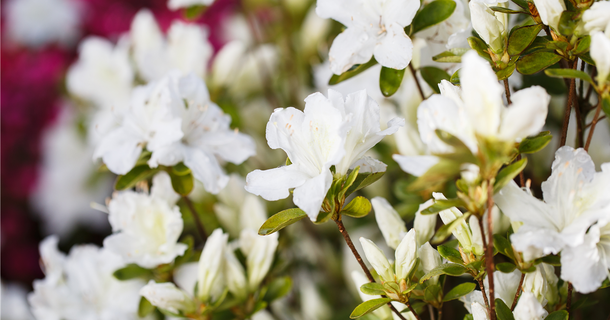 Rhododendron-obtusum-Schneesturm-1200x630-proportionalsmallest.webp