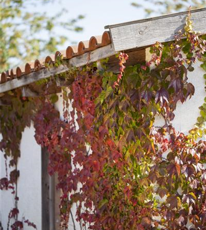 Fassadenbegrünung – Klettern und Ranken am Haus