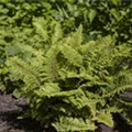 Polystichum setiferum 'Plumosum Densum'