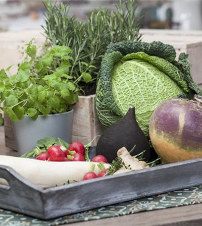 Gemüse im Garten pflanzen