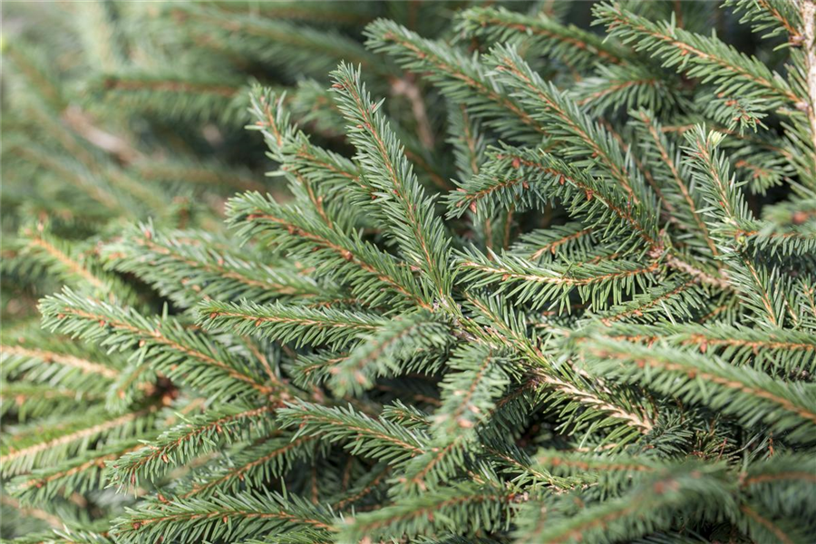 Nestfichte 'Nidiformis' Nestfichte 'Nidiformis'