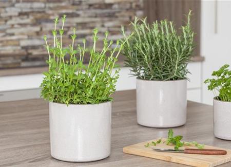 Besondere Kräuter mit ganz besonderen Aromen Besondere Kräuter mit ganz besonderen Aromen