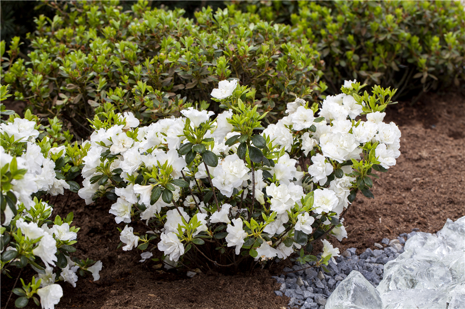 Rhododendron-obtusum-Schneeperle-1200x630-proportionalbiggest.webp