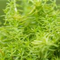 Sedum 'Yellow Bouquet'