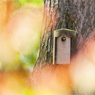 Fettfutter für Vögel herstellen – Reserven für den Winter