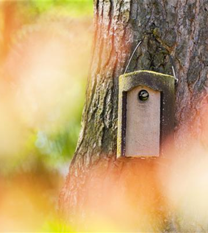 Fettfutter für Vögel herstellen – Reserven für den Winter