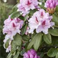 Rhododendron 'Progrès'