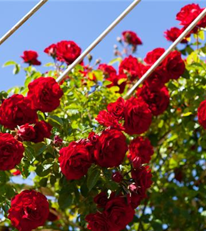 Der Rosengarten – Anmut und Eleganz gestalten