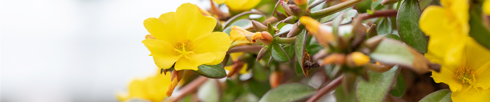 Portulaca umbraticola 'Cupcake'