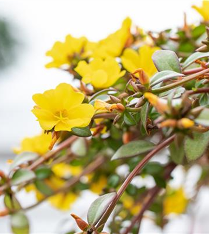 Bunt, bunter, Balkon! Balkonbepflanzung im Sommer