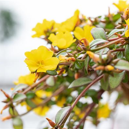 Bunt, bunter, Balkon! Balkonbepflanzung im Sommer