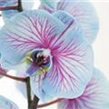 Phalaenopsis, blau