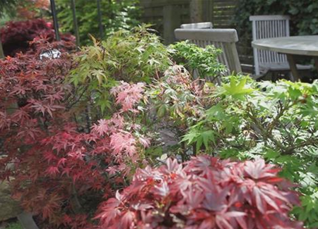 Gartengestaltung - Japanischer Ahorn Gartengestaltung - Japanischer Ahorn