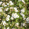 Potentilla fruticosa 'Abbotswood'