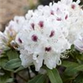 Rhododendron 'Schneebukett'