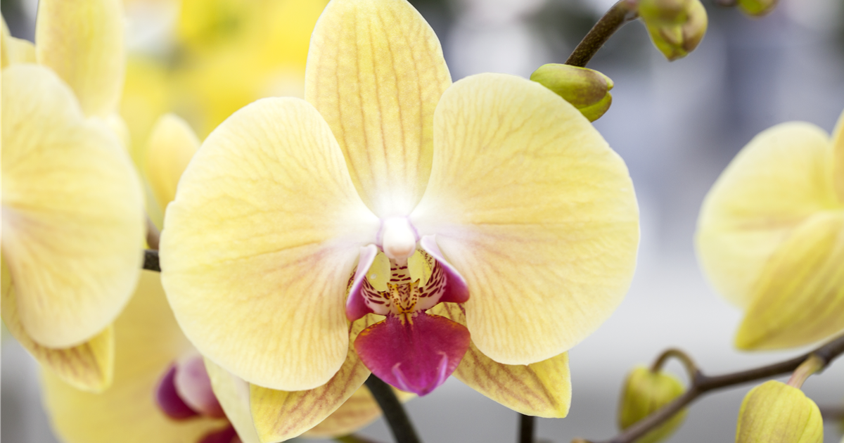 Phalaenopsis, gelb, Schmetterlingsorchidee