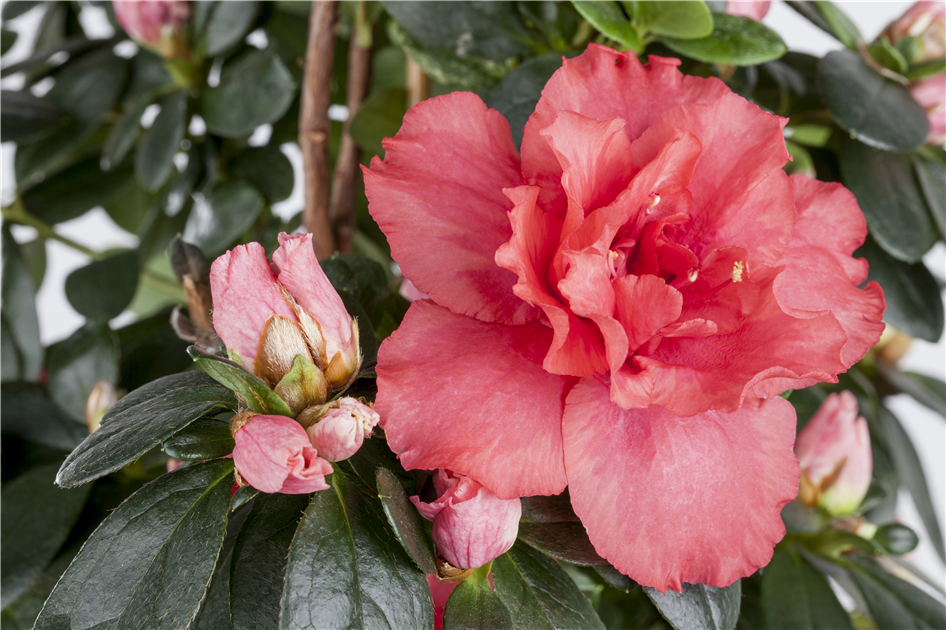 rhododendron lapponicum Lapland Rosebay