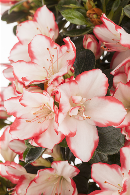 Rhododendron simsii, Indische Azalee