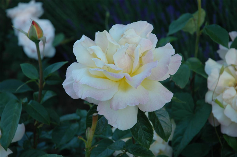 Edelrose 'Peace' Edelrose 'Peace'