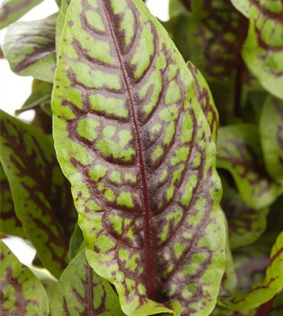 Das große Comeback der alten Gemüse-Sorten!