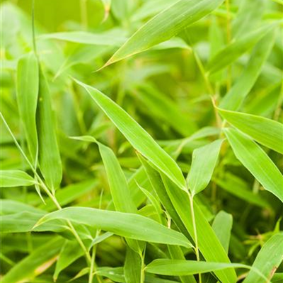 Gartenbambus 'Jumbo' Gartenbambus 'Jumbo'