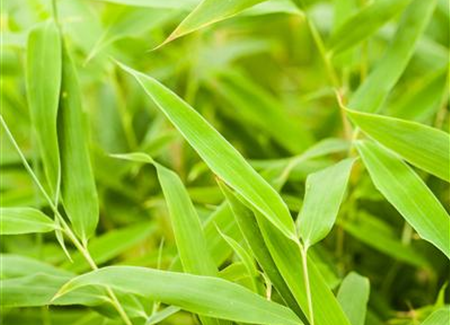 Die Bambus-Pflege Die Bambus-Pflege