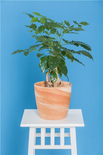 pink variegata Alocasia Polly Variegata Pink