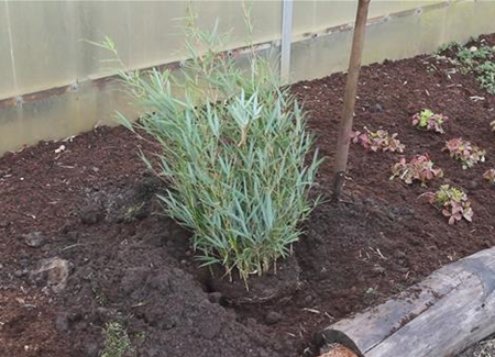 Fargesia - Einpflanzen im Garten Fargesia - Einpflanzen im Garten