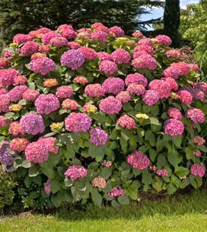 Hortensien im Garten: Pflegen, schneiden und überwintern