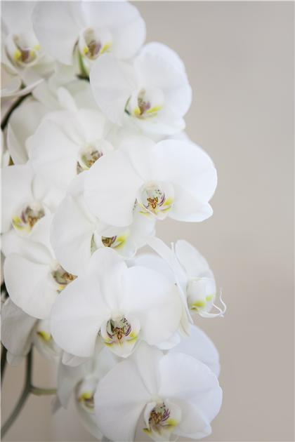 Phalaenopsis, wei, Schmetterlingsorchidee