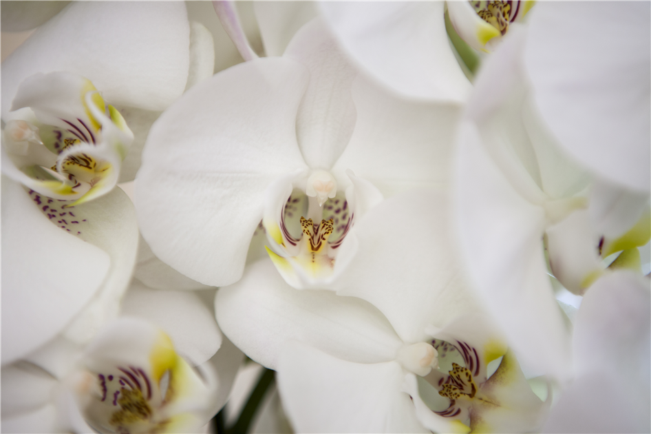 Phalaenopsis, wei, Schmetterlingsorchidee