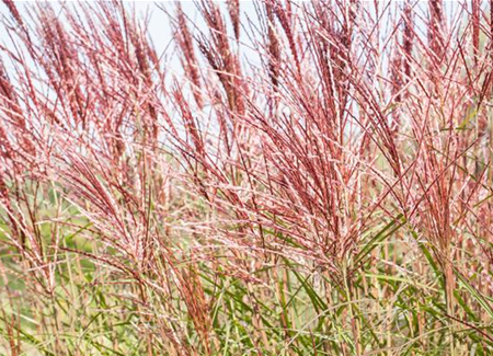Ziergräser im Garten sind vielfältig einsetzbar  Ziergräser im Garten sind vielfältig einsetzbar