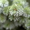 Picea sitchensis 'Silberzwerg'