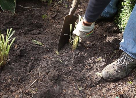 Gräser - Vermehren im Frühling Gräser - Vermehren im Frühling