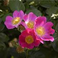 Rosa canina 'Kiese'
