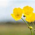Ranunculus repens