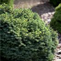 Picea omorika 'Karel'