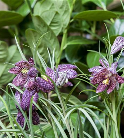 Schachbrettblume im eigenen Garten