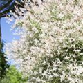 Salix integra 'Flamingo'(s)