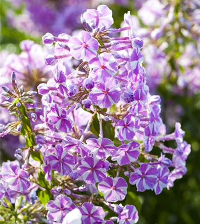 Von Artischocke bis Zucchini: alles für den Bauerngarten